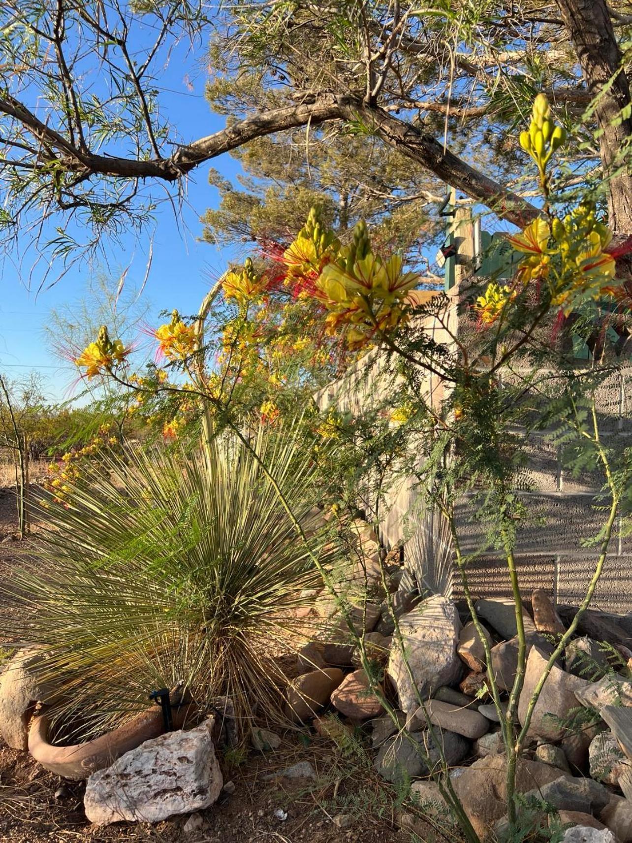 Hole In The Wall Getaway - Usa Mexico Border Bed And Breakfast Columbus 외부 사진