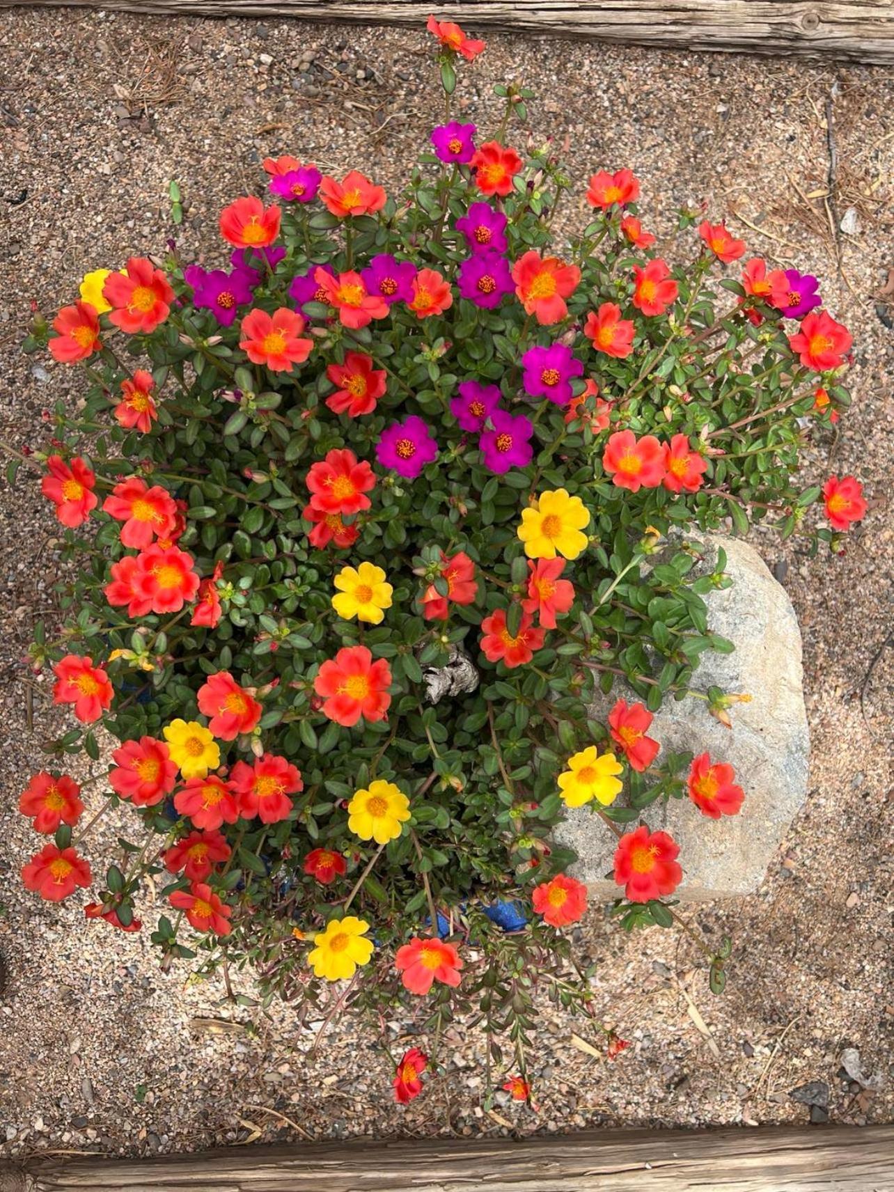 Hole In The Wall Getaway - Usa Mexico Border Bed And Breakfast Columbus 외부 사진